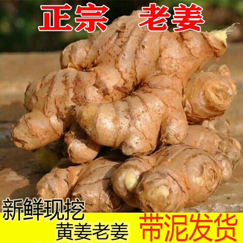 生姜老姜大黄姜特价黄姜新鲜蔬菜洗头姜小块姜理疗姜食用