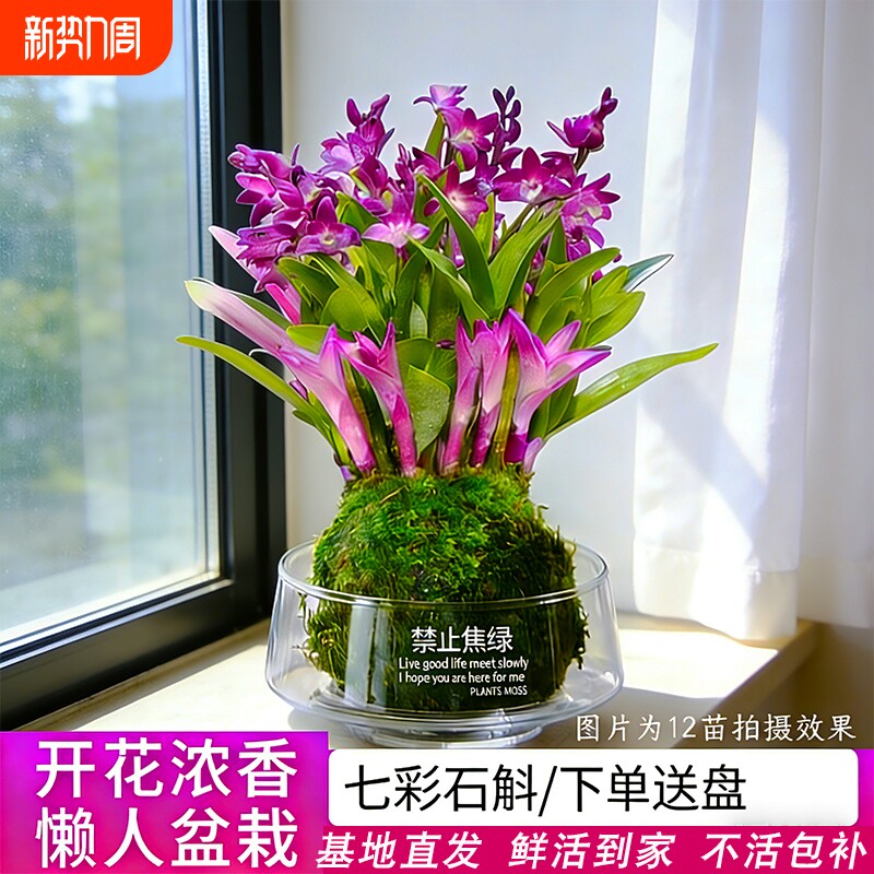 七彩香水石斛兰花苗冬带花四季好养净化空气室内客厅水培盆栽花卉