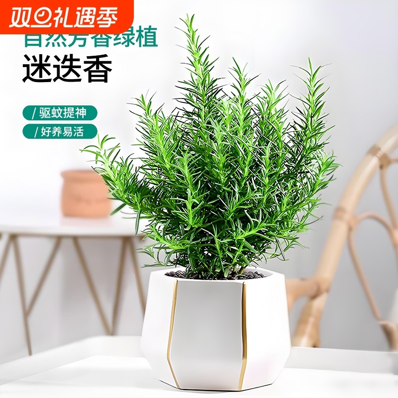 迷迭香盆栽水培植物可食用薄荷大株百里香用蛋糕装饰香草驱蚊绿植
