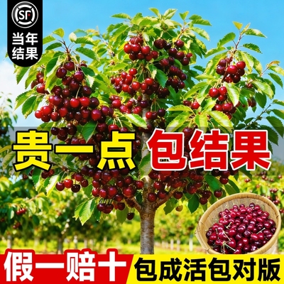 正宗车厘子树苗樱桃果树南北种植