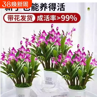 香水石斛兰花苗盆栽带花苞送盆水培绿植室内外好养客厅开花花期