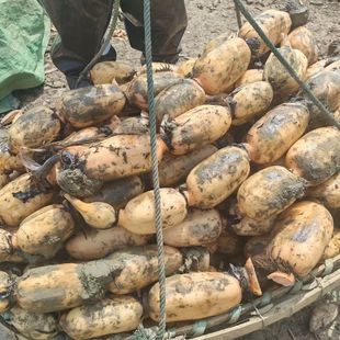 洪湖现挖大脆藕清炒凉拌前段鲜脆多汁不催熟不漂白农村健康食材