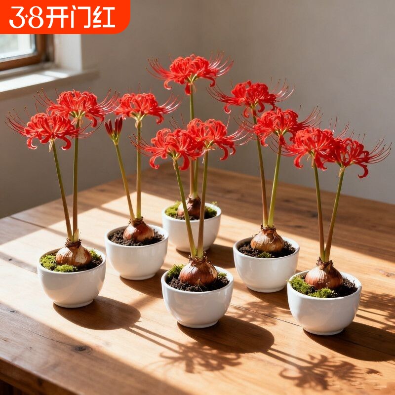 彼岸花多年生曼珠沙华四季开花石蒜阳台盆栽绿植花卉好养易户外