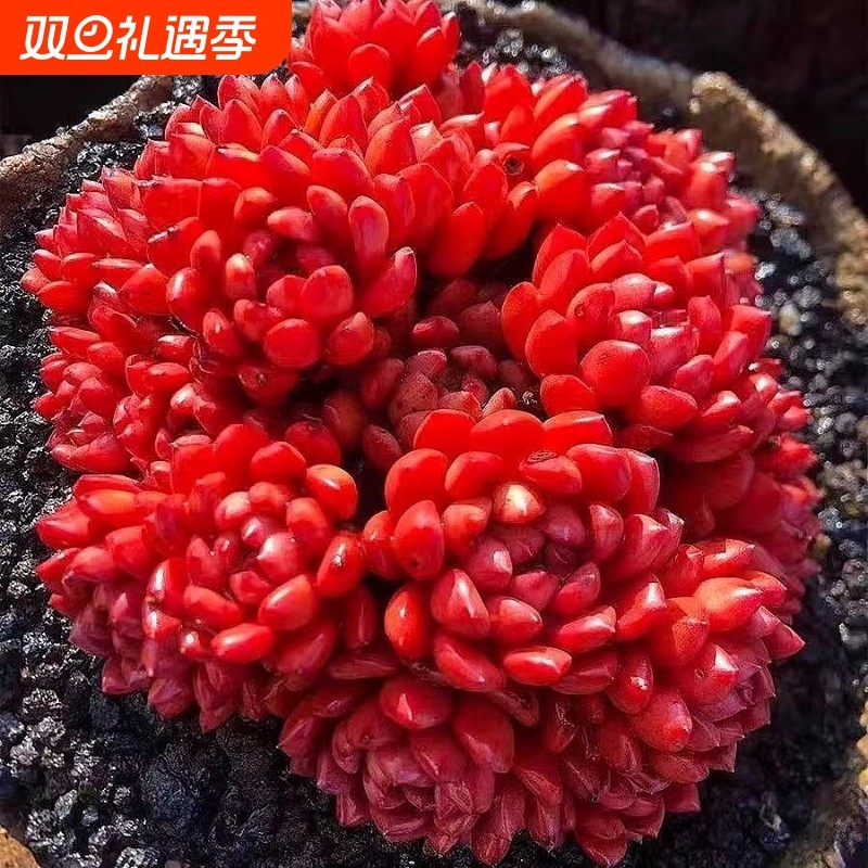 红宝石多头多肉绿植好养植物肉肉组合办公室盆栽创意花卉中国风