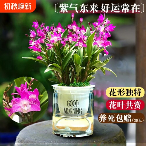 基地直发七彩香水石斛兰花苗四季好养年宵花卉室内浓香盆栽绿植物