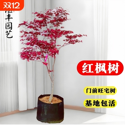 日本红枫树苗四季红舞姬老桩