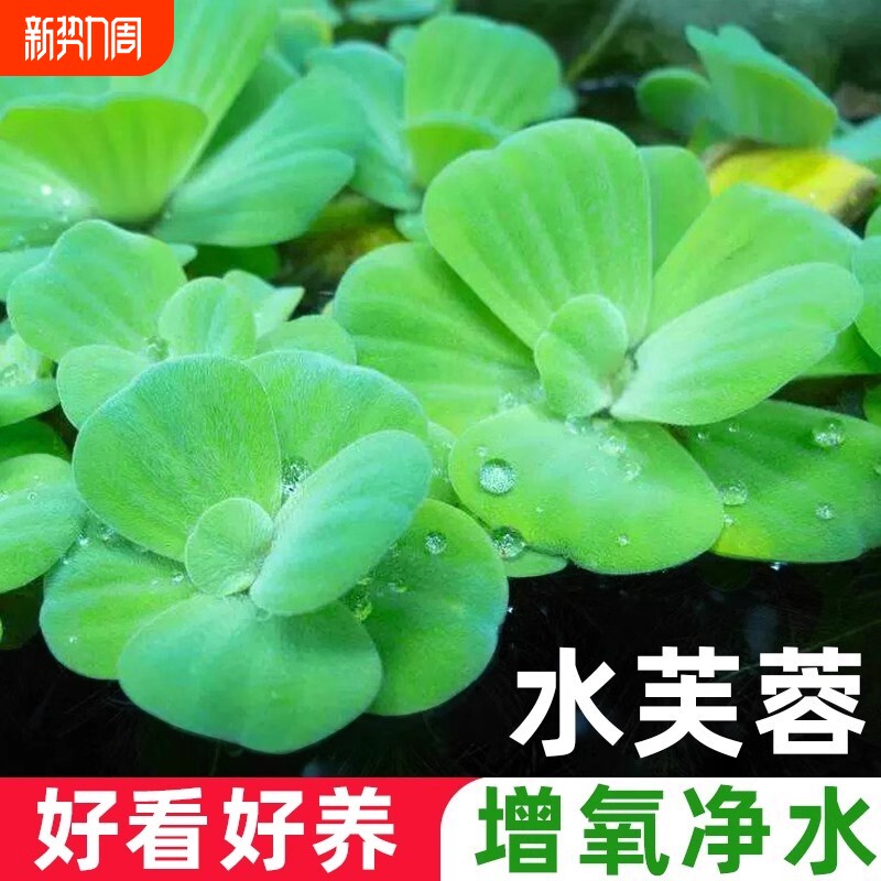 水芙蓉浮萍水草鱼缸造景装饰养鱼养龟植物漂浮真水草净化水质增氧