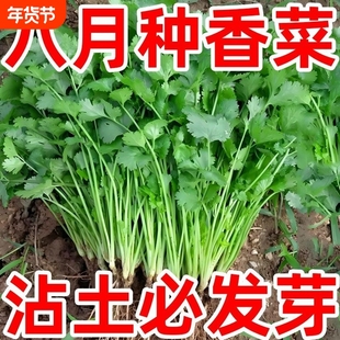 速生大叶香菜香菜浓香高产三天生香菜农家种香菜新鲜蔬菜种子