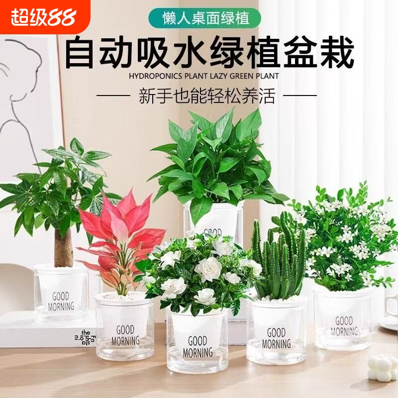 绿萝发财树盆栽吊兰多肉办公室内小绿植驱蚊去除甲醛水培植物花卉