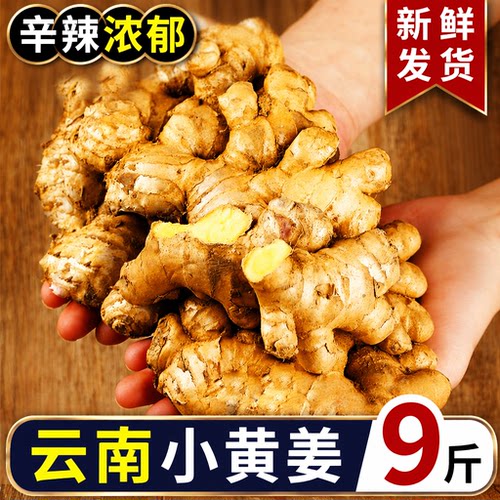 正宗云南新鲜当季小黄姜生姜干老姜嫩姜土姜子姜现挖高山沙姜去腥