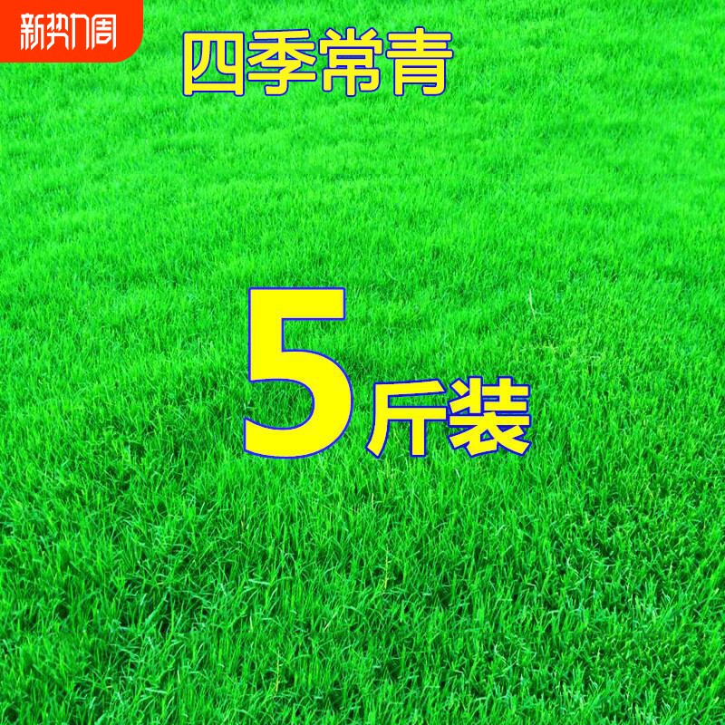 草坪草籽种子四季常青护坡固土马尼拉草皮种籽绿化庭院狗牙根开花