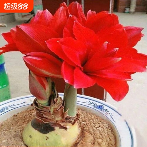 四季开花进口荷兰重瓣朱顶红种球阳台庭院浓香型花卉绿植盆栽植物