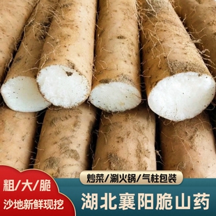 襄阳清炒脆山药新鲜粗大山药菜山药新鲜现挖涮火锅山药非铁棍山药