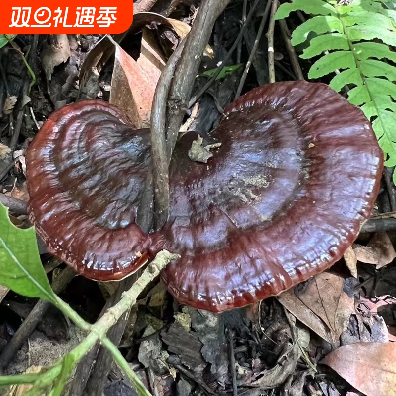 贵州深山野生黑灵芝整个 正宗野生灵芝正朵正品干货 可泡酒可泡茶