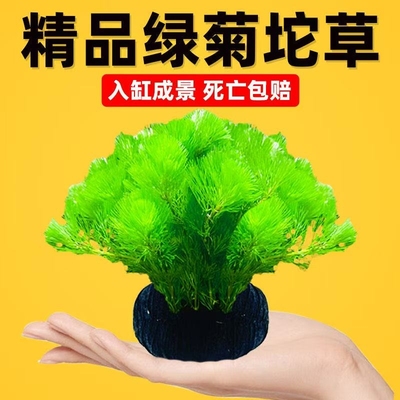 水草竹节草活体鱼缸净化水生植物