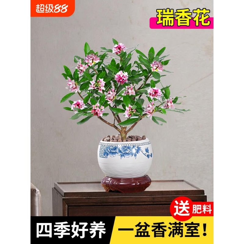 金边瑞香盆栽绿植室内老桩