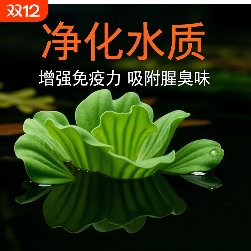 鱼缸浮萍水草套餐大全