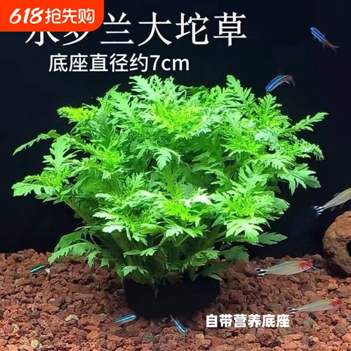 水罗兰坨草鱼缸造景水草绿植阴性后景净水增氧水草新手懒人好养活