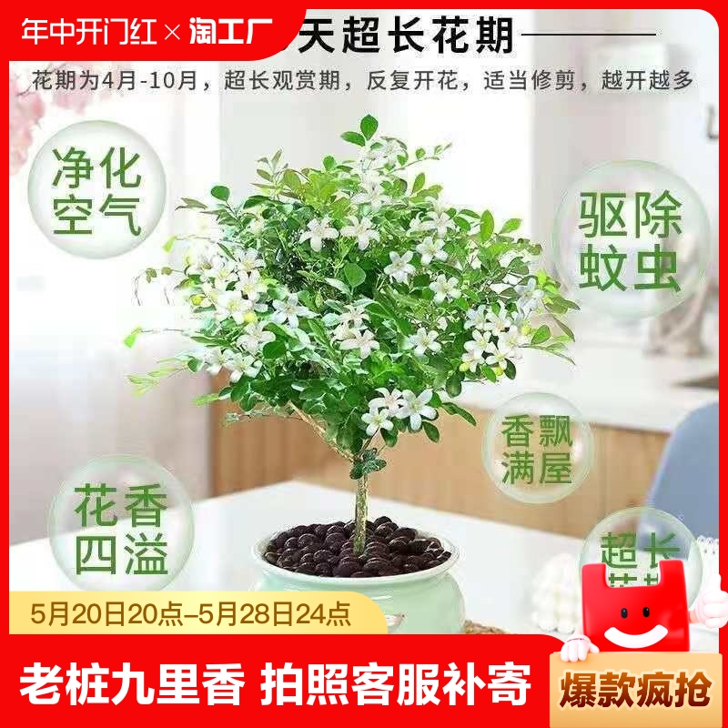 九里香盆栽水培植物老桩四季七里香千里香树苗室内开花卉绿植精品