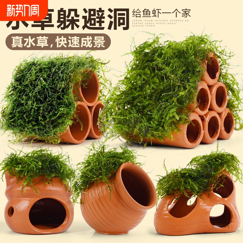 繁殖罐陶罐鱼缸躲避屋水草造景真植物鱼虾躲避罐虾屋摆件莫斯