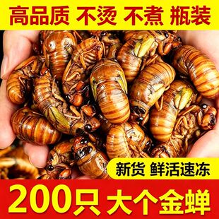 2026山东大知了猴金蝉新鲜冷冻大爬叉猴顺丰发货非即食蚕蛹结了龟