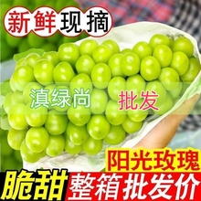 云南高山阳光玫瑰包邮当季水果提子新鲜葡萄青提现摘无籽整箱