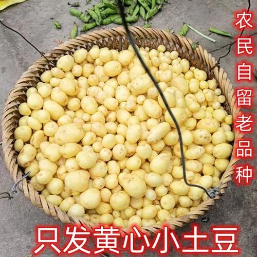 农家老品种小土豆黄心