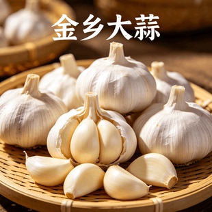 山东金乡紫皮大蒜头纯农家种植新鲜干紫皮蒜多瓣新干蒜头当季蔬菜