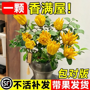 佛手树苗盆栽带果金华佛手柑盆景可食用植物阳台庭院花卉绿植好养