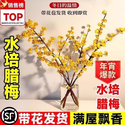 腊梅鲜花带花苞干枝腊梅枝条