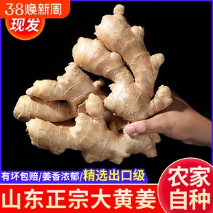 【出口品质】山东新鲜整片大黄姜高品质干姜生姜批发价老姜种批发