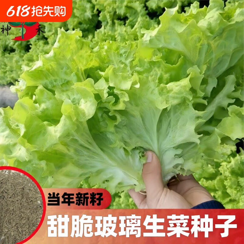 甜脆玻璃生菜种子阳台多季盆栽莱种蔬菜孑菜籽高产白菜茼蒿大速生
