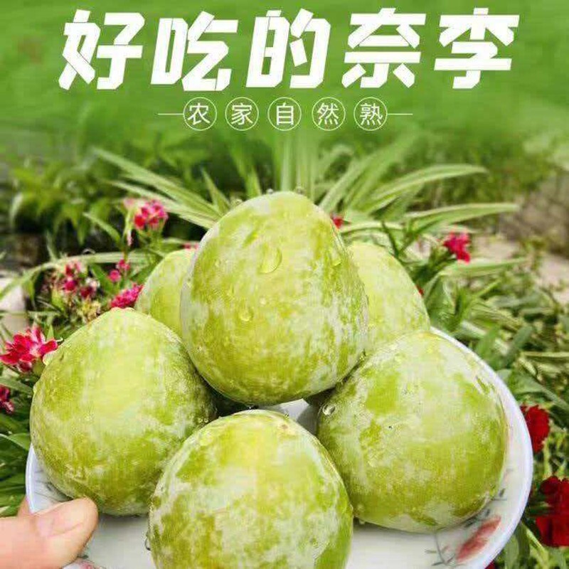 正宗奈李子新鲜水果青脆李桃形李孕妇脆甜油柰时令现摘李子整箱 - 实物图