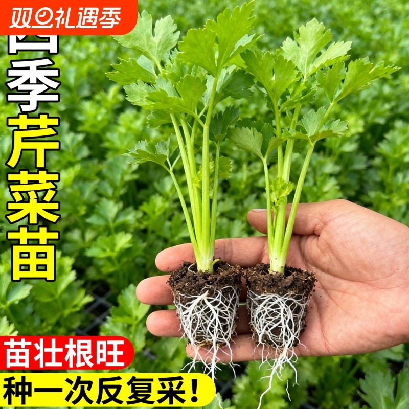 芹菜苗四季小香芹西芹秧苗蔬菜种子阳台盆栽种苗根芹香芹菜高产
