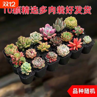 山楂家多肉植物小盆栽