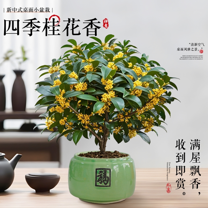 特级大盆老桩四季桂花盆栽八月桂树苗室内带花苞浓香型绿植可食用