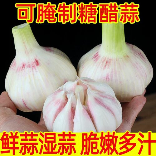鲜蒜湿蒜大蒜头新鲜紫皮新蒜现挖嫩蒜腌制泡蒜糖醋蒜腊八蒜