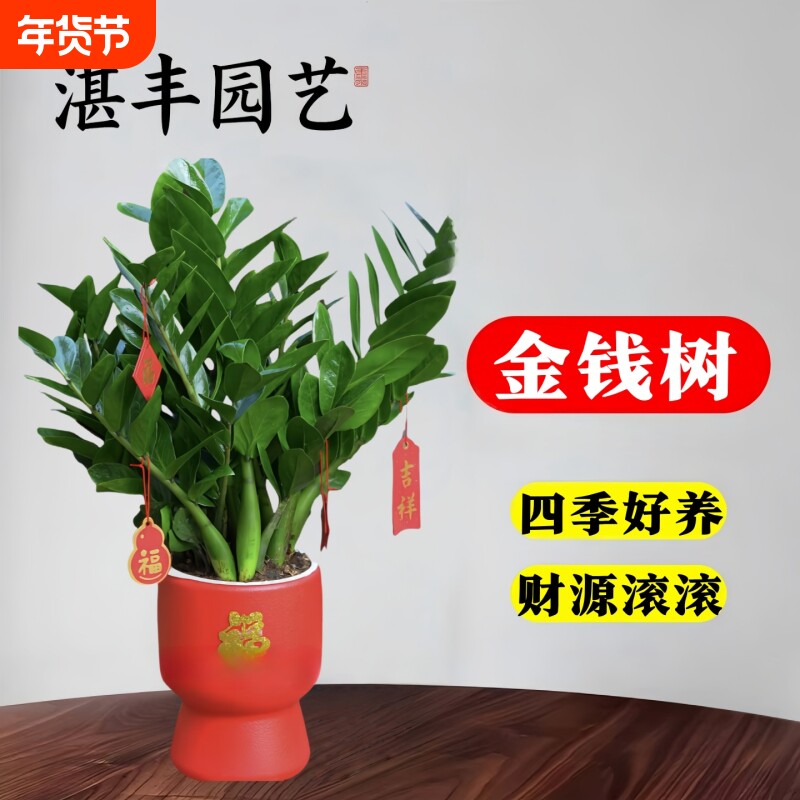 金钱树盆栽客厅大花盆绿植室内招财植物桌面摇钱树办公室好养玄关