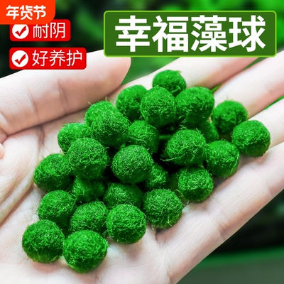 马里莫海藻球微景观生态瓶鱼缸室内桌面水培创意迷你植物水生球藻