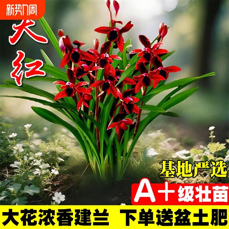 名贵建兰四季兰花苗夏室内好养花卉盆栽绿植开花客厅品种花草阳台