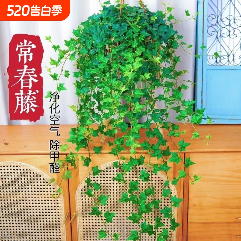 常春藤盆栽苗绿植吊兰垂吊爬藤植物四季常青室内阳台好养活除甲醛