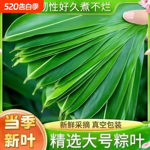 新鲜粽子叶批发家用粽叶家庭装鹤峰包粽子的叶子端午野生箬叶特大