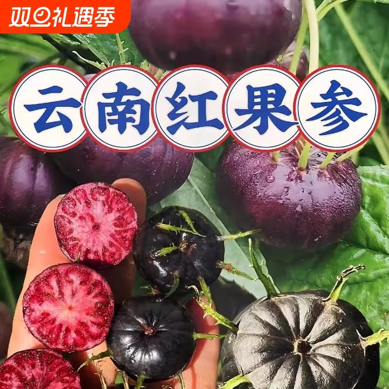 云南高山红果参鲜果当季稀有蜘蛛果水果美容果现摘红参果产地直发