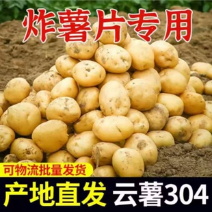 2026年当季 新鲜现挖黄心沙面农家土豆高山种植粉糯马铃薯