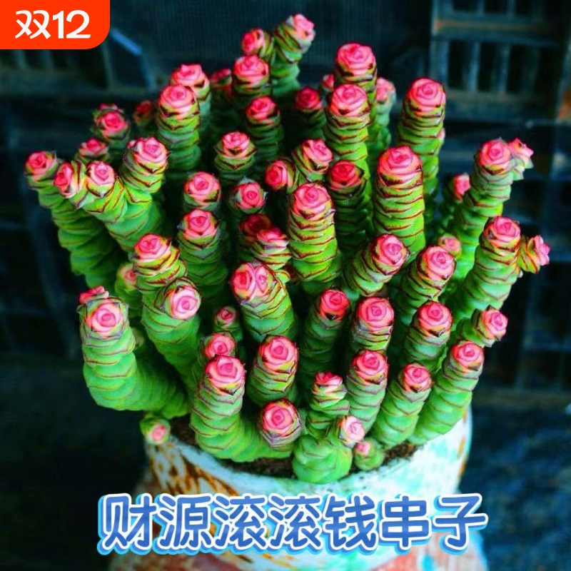 红心钱串锦桌面小盆栽招财多肉植物钱多多办公室内防辐射好养活