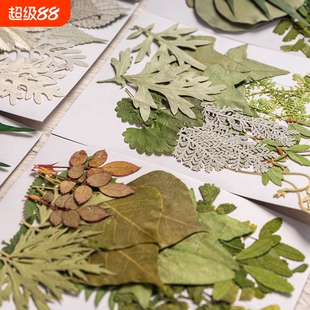 儿童diy绿叶材料包组合包手工材料花瓣妆拍摄道具真树叶标本贴花
