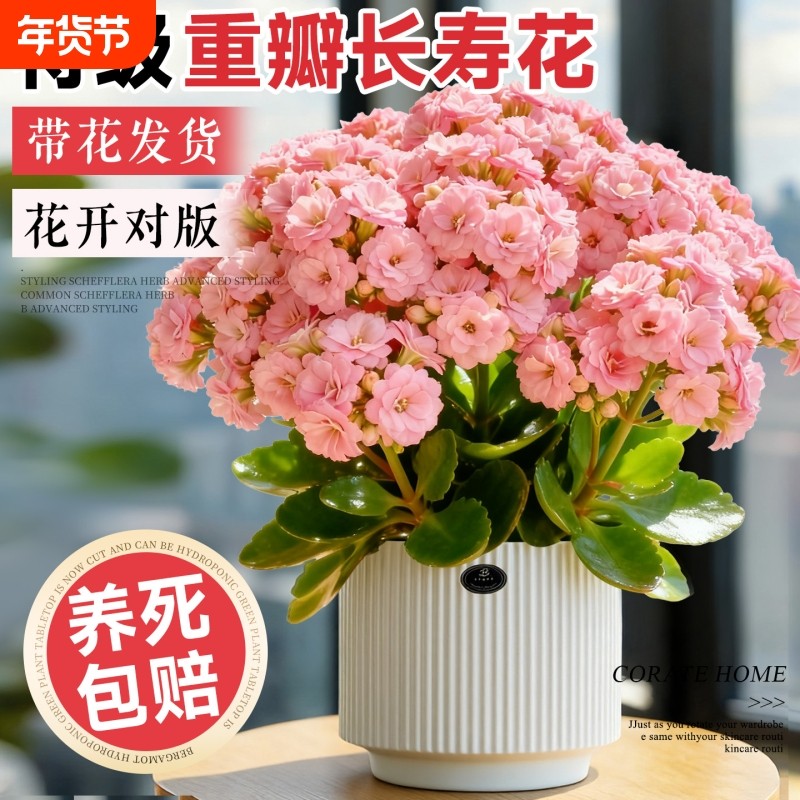 长寿花盆栽带花苞重瓣变色龙大花四季好养活室内开花绿植花卉阳台,鲜花速递/花卉仿真/绿植园艺,时令草本花卉,淘宝优惠券,粉丝福利购,淘宝优惠卷