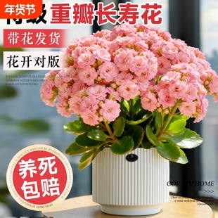 长寿花盆栽带花苞重瓣变色龙大花四季好养活室内开花绿植花卉阳台