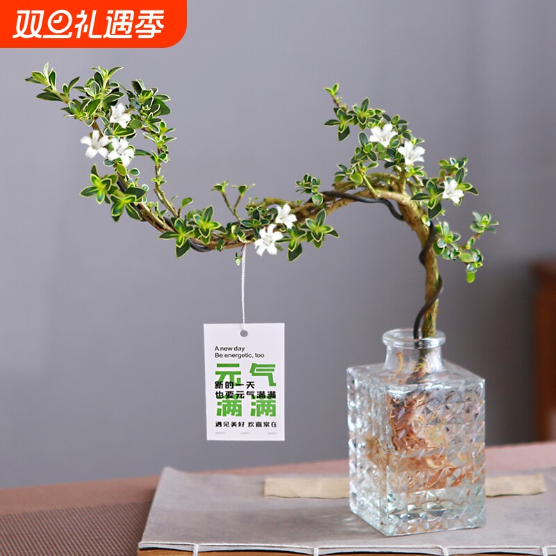 六月雪盆栽水培悬崖造型盆景办公室内桌摆易养观叶植物茶几水培花