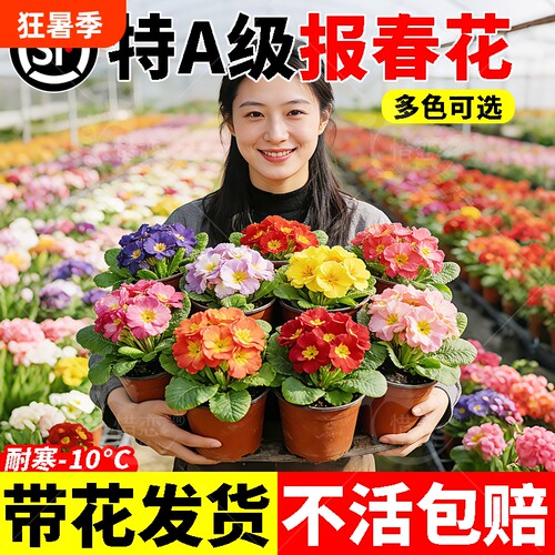 报春花盆栽带花苞室外迎春花重瓣羽叶花适合冬天养的花耐寒植物